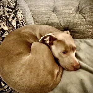 Meet your Posher, Irma